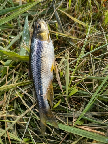 カワムツの釣果