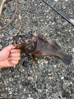 ムラソイの釣果