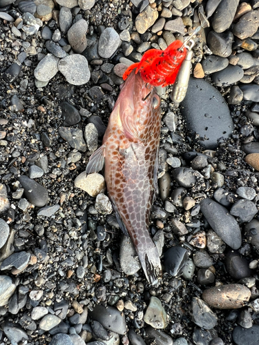 オオモンハタの釣果