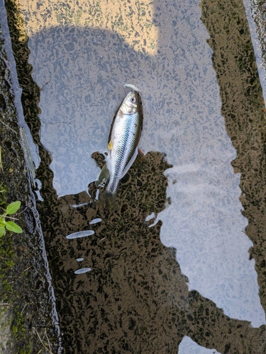 カワムツの釣果