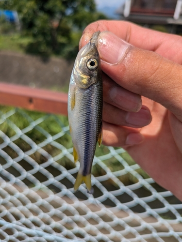 カワムツの釣果