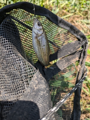 タモロコの釣果