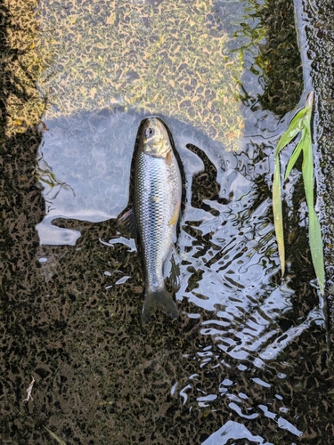 カワムツの釣果