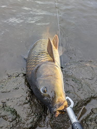 コイの釣果