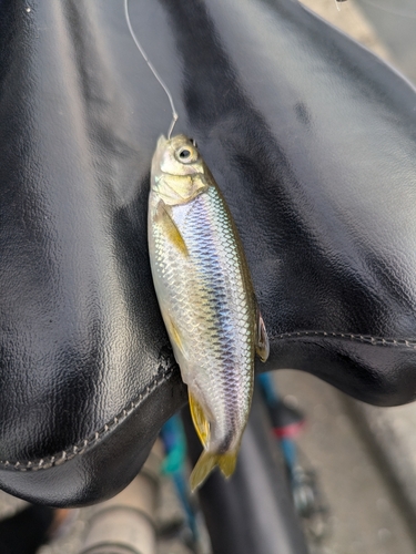 カワムツの釣果