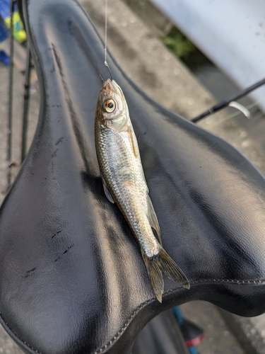 オイカワの釣果