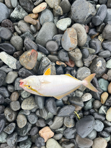 ショゴの釣果