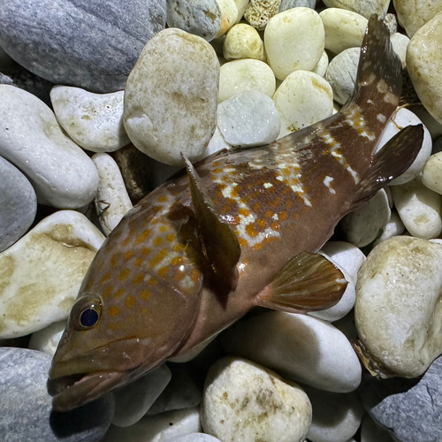 アコウの釣果