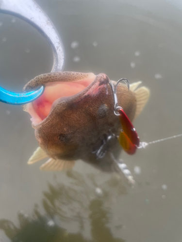 マゴチの釣果