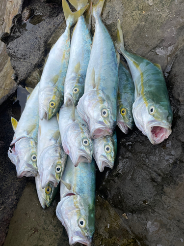 ワカシの釣果