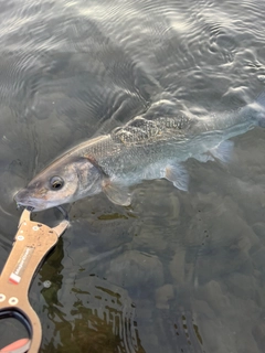 ウグイの釣果