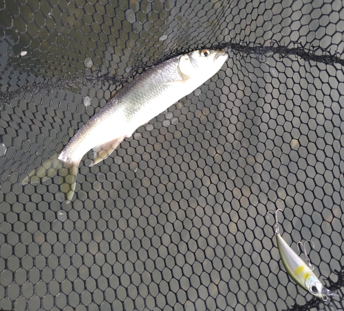 ハスの釣果