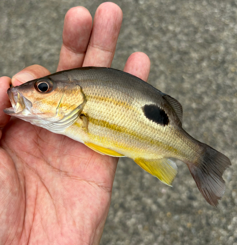 クロホシフエダイの釣果