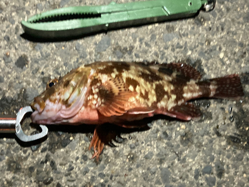 カサゴの釣果