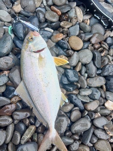 ショゴの釣果