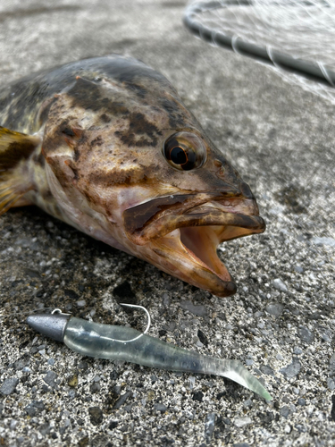 タケノコメバルの釣果