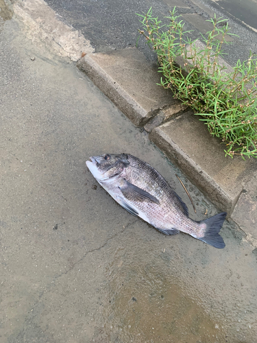 チヌの釣果