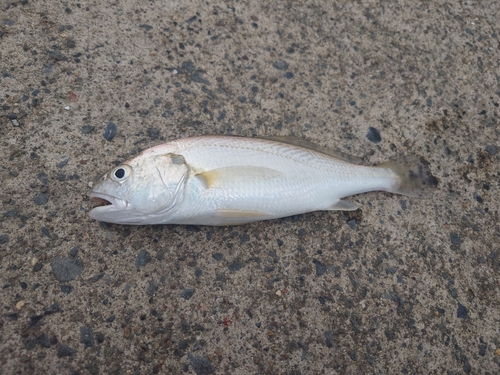 イシモチの釣果