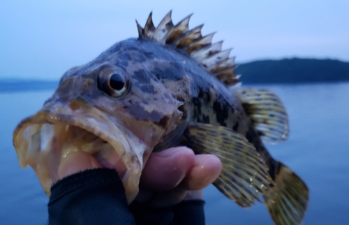 タケノコメバルの釣果