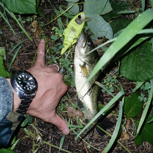 ブラックバスの釣果