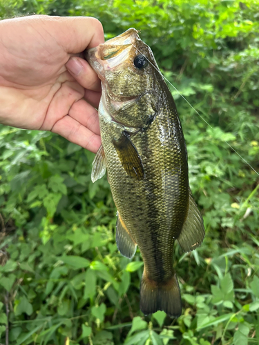 ブラックバスの釣果