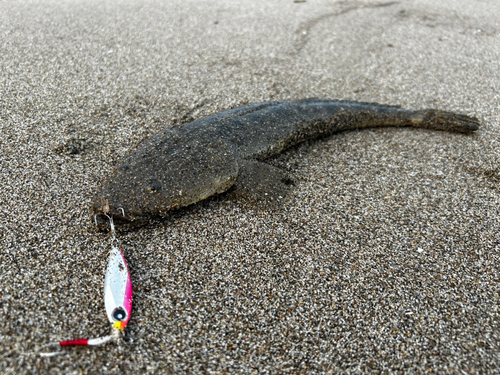 マゴチの釣果