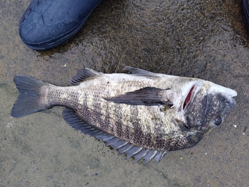 チヌの釣果