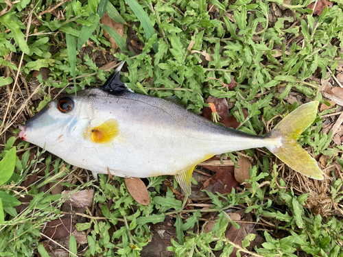 ギマの釣果