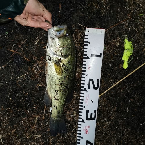 ブラックバスの釣果