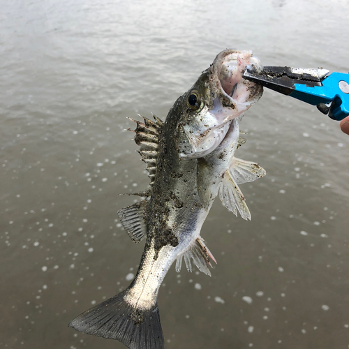 セイゴ（マルスズキ）の釣果