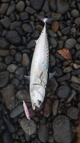 ソウダガツオの釣果