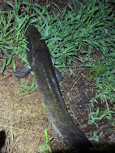 ライギョの釣果