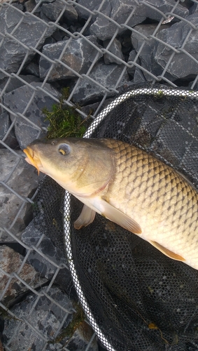 コイの釣果