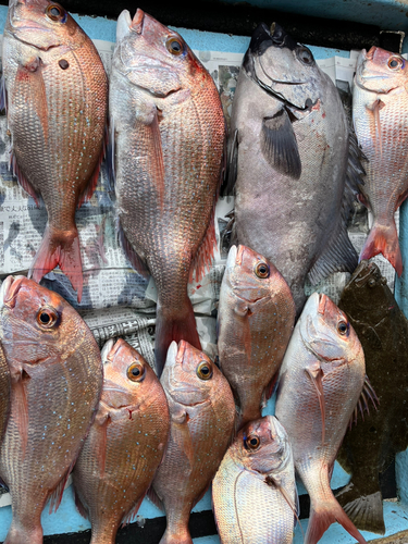 イシダイの釣果