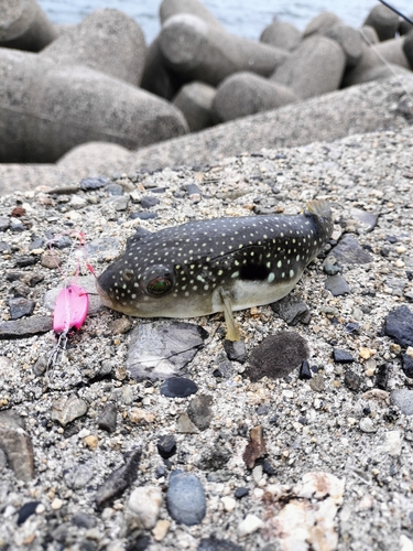 フグの釣果