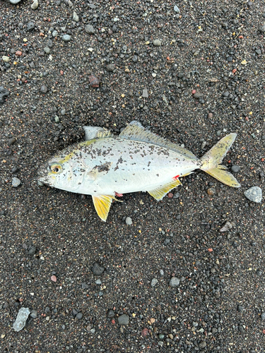 ショゴの釣果