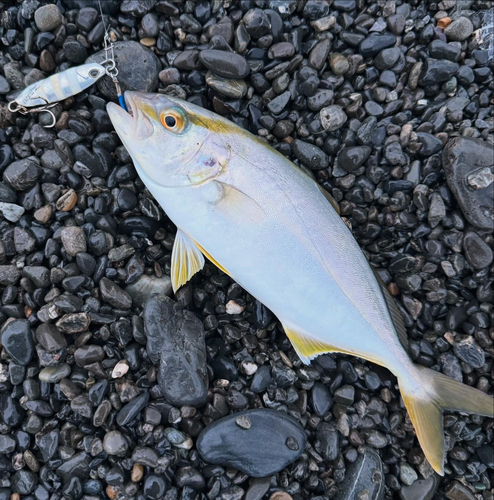 ショゴの釣果