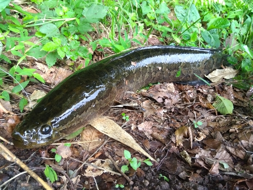 ライギョの釣果