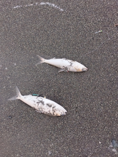 コノシロの釣果