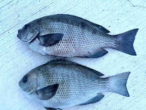 メジナの釣果