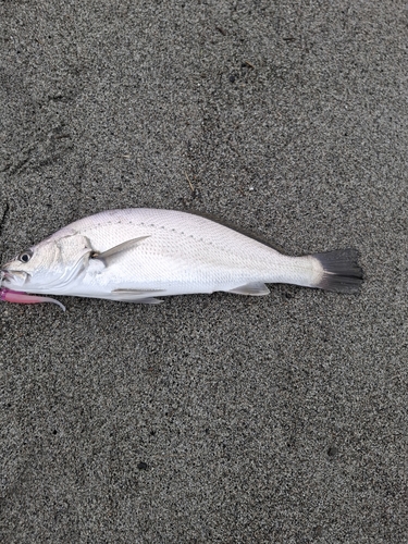 ニベの釣果