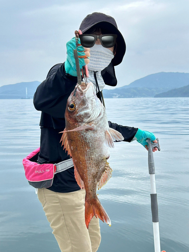 アコウの釣果