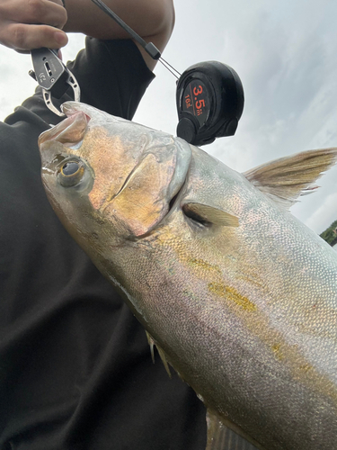 ネリゴの釣果