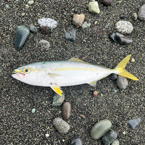 ワカシの釣果