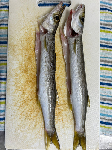 カマスの釣果