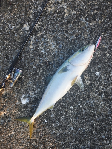 ワラサの釣果