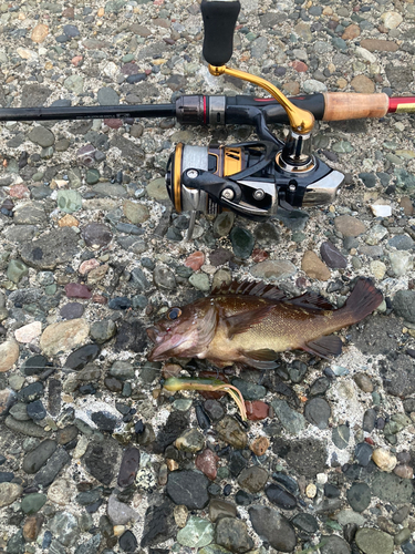 エゾメバルの釣果