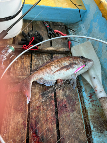 タイの釣果