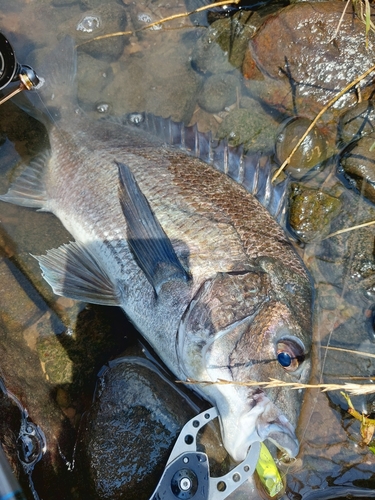 チヌの釣果