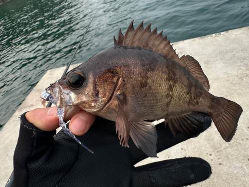 メバルの釣果